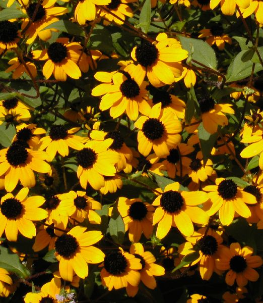 Rudbeckia triloba
